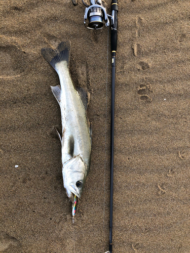 スズキの釣果