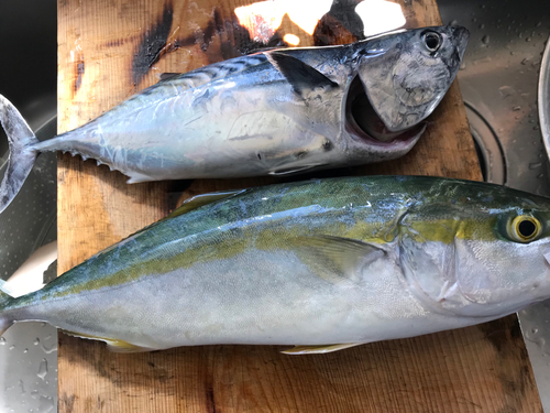 ツバスの釣果