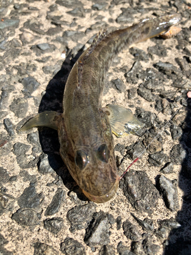 マハゼの釣果