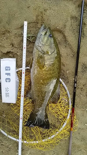 スモールマウスバスの釣果