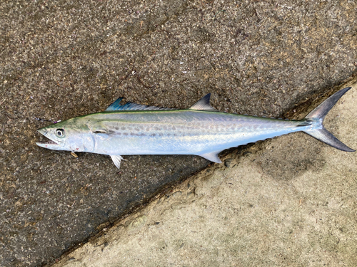 サゴシの釣果