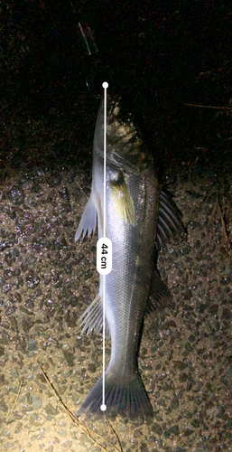 シーバスの釣果