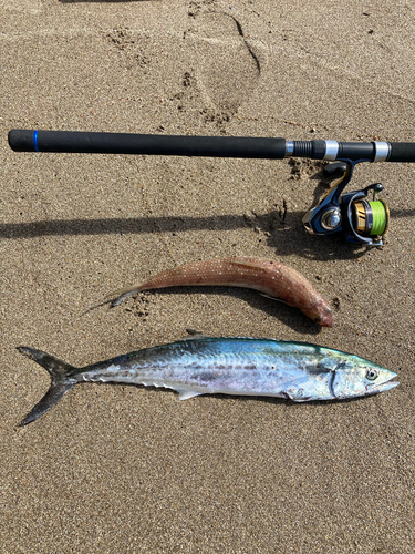 サゴシの釣果