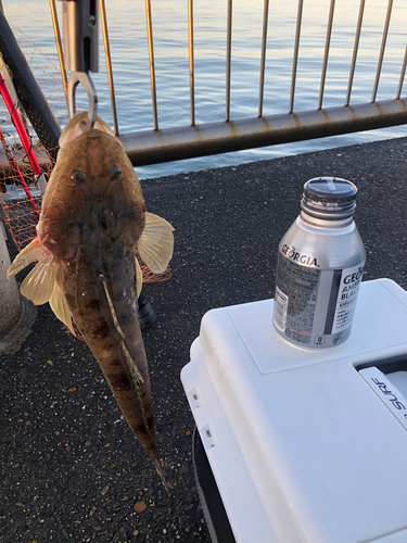 マゴチの釣果