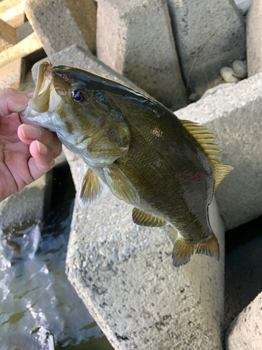 スモールマウスバスの釣果