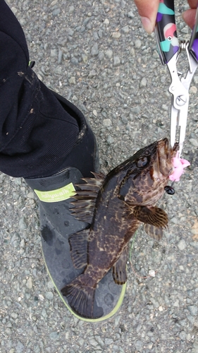 タケノコメバルの釣果