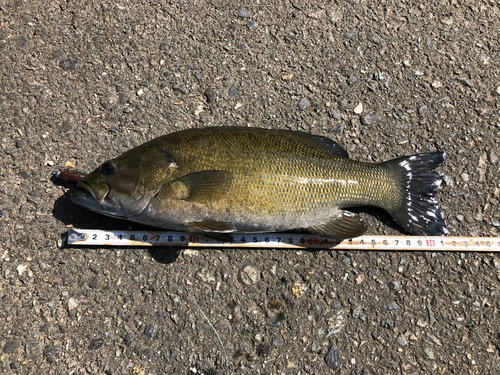 スモールマウスバスの釣果