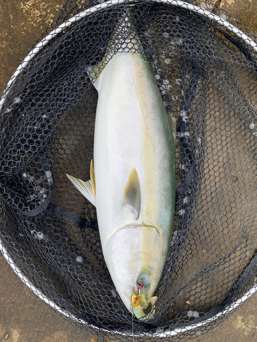 ワラサの釣果