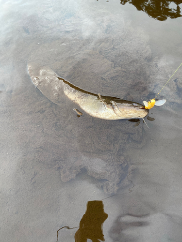 ナマズの釣果