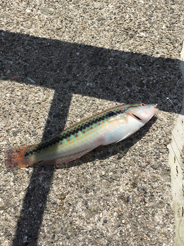 カワハギの釣果