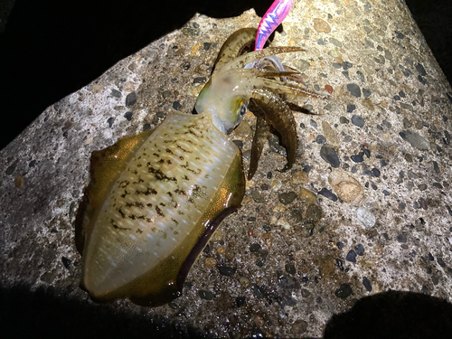 アオリイカの釣果