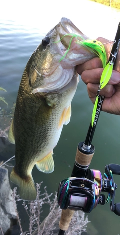 ブラックバスの釣果