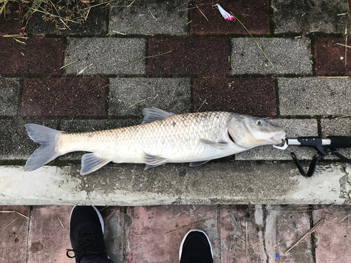 ニゴイの釣果