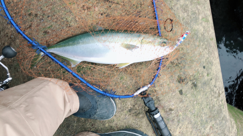 ワラサの釣果