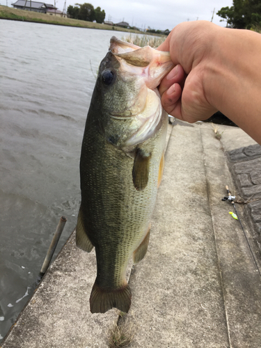 ラージマウスバスの釣果