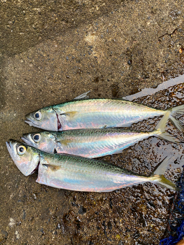 サバの釣果