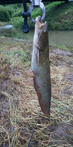 ナマズの釣果