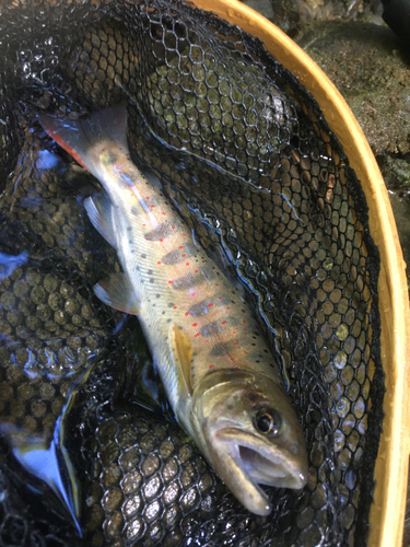 アマゴの釣果