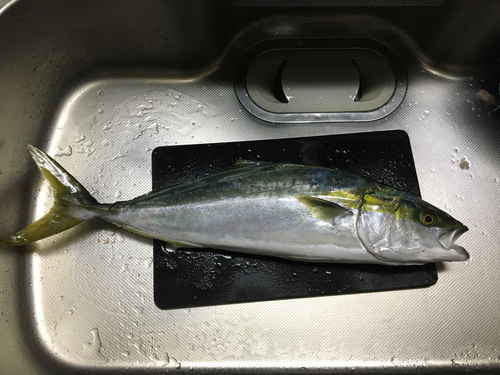 ワラサの釣果