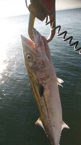 サゴシの釣果