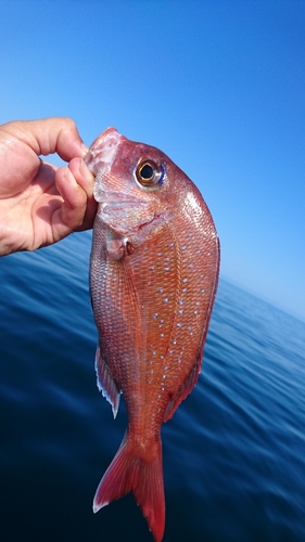 マダイの釣果