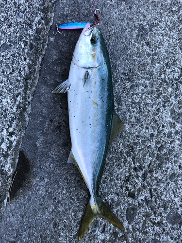 ハマチの釣果