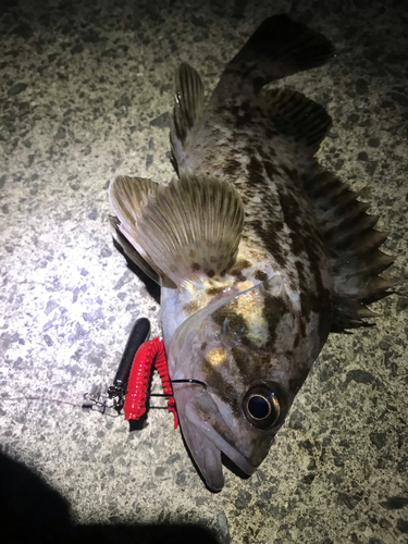 タケノコメバルの釣果