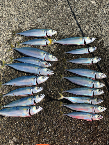 サバの釣果