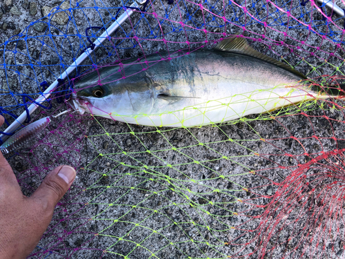 ハマチの釣果