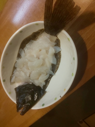 ヒラメの釣果