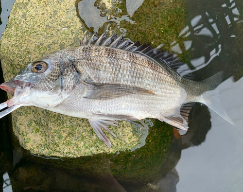 キビレの釣果