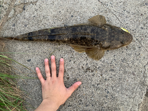 マゴチの釣果