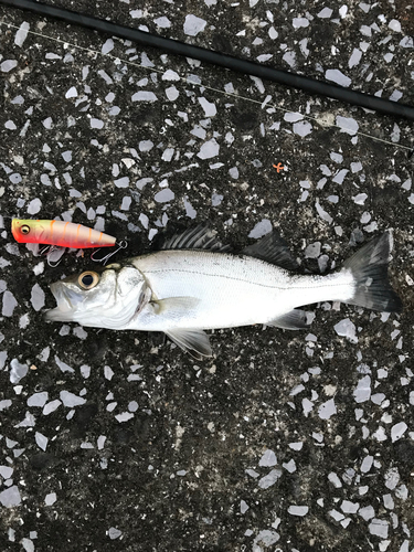 シーバスの釣果