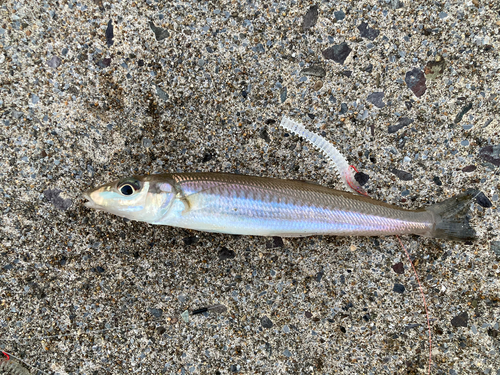 シロギスの釣果