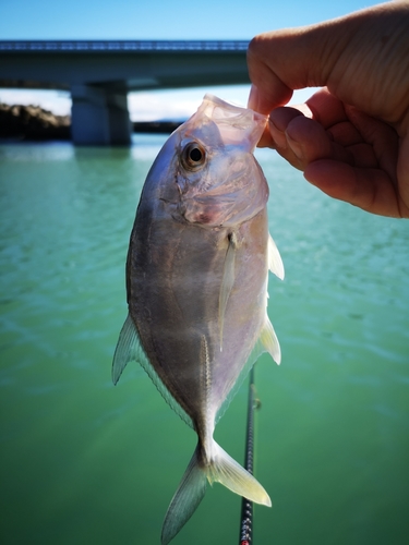 メッキの釣果