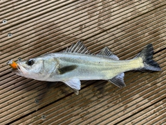 セイゴ（マルスズキ）の釣果