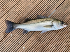 セイゴ（マルスズキ）の釣果
