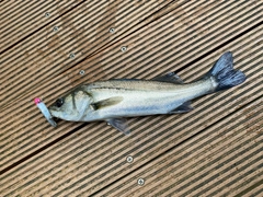 セイゴ（マルスズキ）の釣果