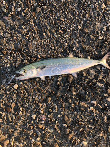 サゴシの釣果