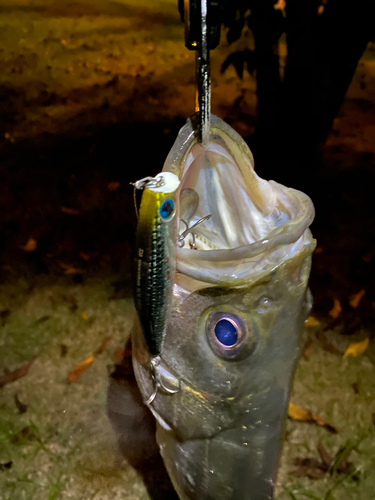 シーバスの釣果