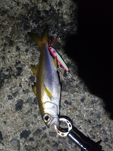 ムツの釣果