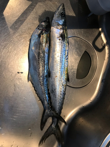 サゴシの釣果