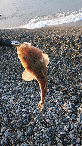 マゴチの釣果