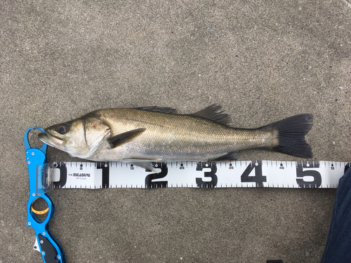 フッコ（マルスズキ）の釣果