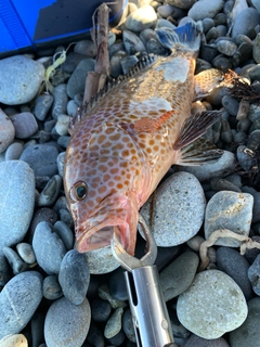 オオモンハタの釣果