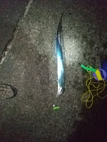 タチウオの釣果