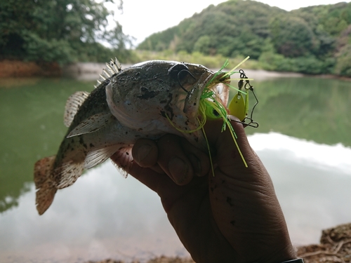 ブラックバスの釣果