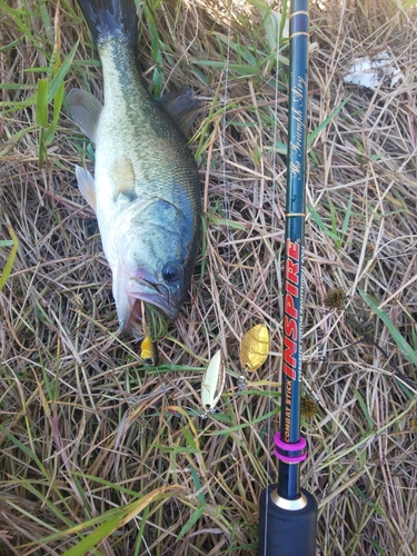 ラージマウスバスの釣果