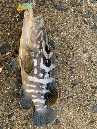 マハタの釣果