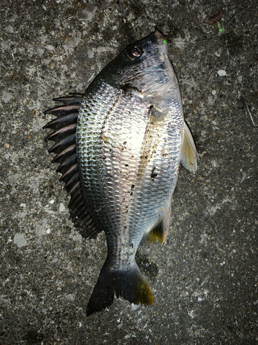 クロダイの釣果